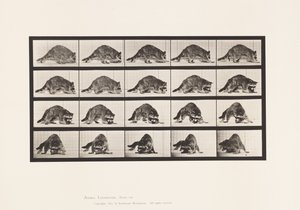 Levy 745. pesukarhu; Kävely; ja Kääntyminen tekijältä Eadweard Muybridge