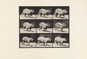 Levy 746. Capybara; Kävely tekijältä Eadweard Muybridge