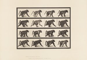 Levy 747. Paviaani; Kävely nelijalkakävelyllä tekijältä Eadweard Muybridge