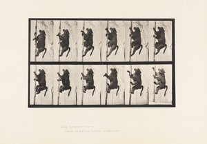Levy 749. Paviaani; Napakiipeily tekijältä Eadweard Muybridge
