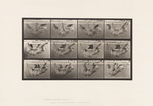 Levy 750. Laiskuus; Kävely, ripustettu vaakatasoon tekijältä Eadweard Muybridge
