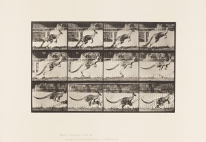 Levy 752. Kenguru; Hyppääminen tekijältä Eadweard Muybridge