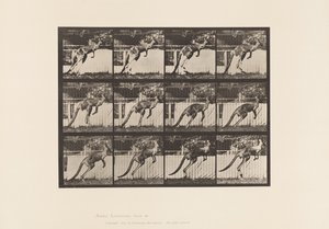 Levy 753. Kenguru; Hyppääminen tekijältä Eadweard Muybridge
