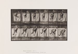 Levy 754. Kenguru; Hyppääminen tekijältä Eadweard Muybridge
