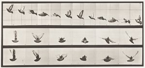 Levy 755. Kyyhkynen; Lentäminen tekijältä Eadweard Muybridge