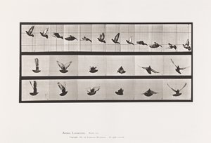 Levy 755. Kyyhkynen; Lentäminen tekijältä Eadweard Muybridge