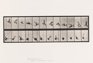 Levy 756. Kyyhkynen; Lentäminen tekijältä Eadweard Muybridge