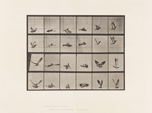 Levy 757. Kyyhkynen; Lentäminen tekijältä Eadweard Muybridge