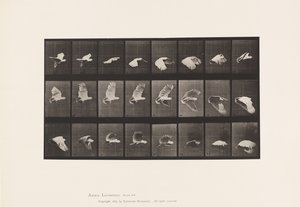 Lauta 758. Kakadu; Lentäminen tekijältä Eadweard Muybridge