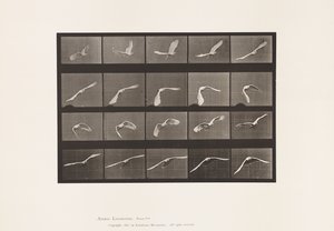 Lauta 760. Kakadu; Lentäminen tekijältä Eadweard Muybridge