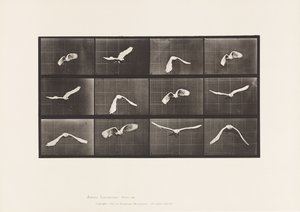 Lauta 762. Kakadu; Lentäminen tekijältä Eadweard Muybridge