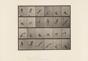 Levy 763. Red-Tailed Hawk; Lentäminen tekijältä Eadweard Muybridge