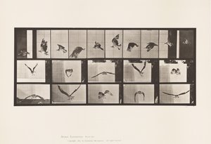Levy 764. Fish Hawk; Lentäminen tekijältä Eadweard Muybridge