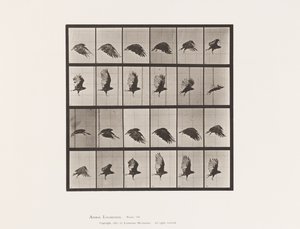 Levy 765. Korppikotka; Lentäminen tekijältä Eadweard Muybridge