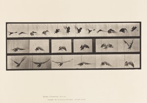 Levy 768. Korppikotka; Lentäminen tekijältä Eadweard Muybridge