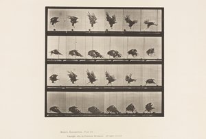 Levy 770. American Eagle; Lentäminen lähellä maata tekijältä Eadweard Muybridge