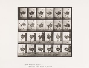 Levy 773. Strutsi; Juoksemassa tekijältä Eadweard Muybridge