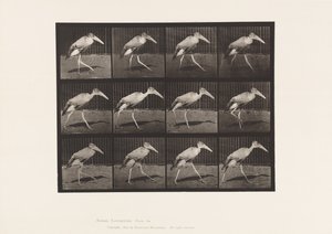 Levy 774. Adjutantti; Kävely tekijältä Eadweard Muybridge