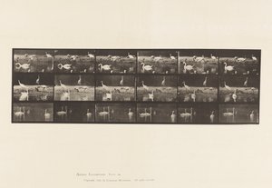 Levy 776. Haikarat; Joutsenet jne, A, B, C tekijältä Eadweard Muybridge