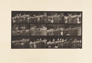 Levy 779. Haikarat; Joutsenet jne. tekijältä Eadweard Muybridge