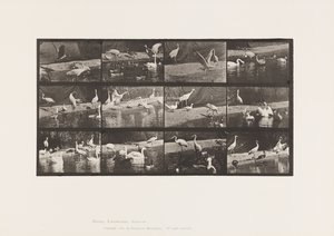 Levy 780. Haikarat; Joutsenet jne. tekijältä Eadweard Muybridge