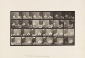 Lauta 781. Kanat; Torpedo pelottaa tekijältä Eadweard Muybridge