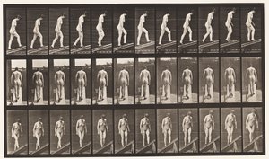 Levy 85. Nouseva kaltevuus tekijältä Eadweard Muybridge