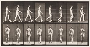 Lauta 8. Kävely tekijältä Eadweard Muybridge