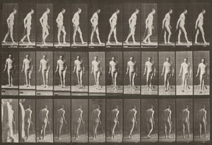 Taulu numero 559. Osittainen alaraajahalvaus, kävely kepin avulla tekijältä Eadweard Muybridge