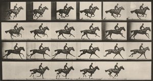 Taulu numero 625. "Bouquet" laukkaa tekijältä Eadweard Muybridge