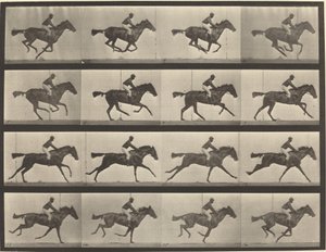 Kilpinumero 626. Laukka, täysiverinen lahdentamma, Annie G. tekijältä Eadweard Muybridge