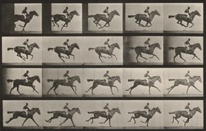Taulu numero 627. "Annie G." laukkaamassa tekijältä Eadweard Muybridge