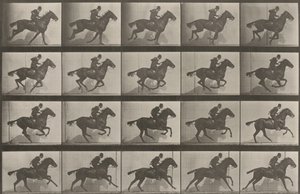 Kuvalaatta numero 628. "Daisy" laukkaa tekijältä Eadweard Muybridge