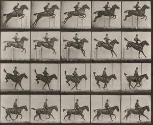 Taulu numero 637. Satuloitu "Daisy" hyppää esteen yli, ylittää sen, laskeutuu ja palautuu tasapainoon tekijältä Eadweard Muybridge