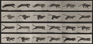 Taulu numero 720. Kissa; laukkaa tekijältä Eadweard Muybridge