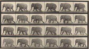 Kilven numero 733. Elefantin kävely tekijältä Eadweard Muybridge
