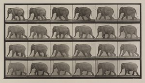 Kilven numero 733. Elefantin kävely tekijältä Eadweard Muybridge