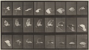 Kilpi numero 758. Kakadu lentää,1887 (kuva) tekijältä Eadweard Muybridge