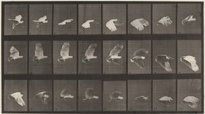 Kilven numero 758. Kakadu lentää tekijältä Eadweard Muybridge