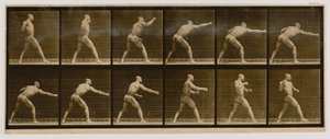 Pugilist Striking a Blow, kirjasta Animal Locomotion (Eläinten liikkuminen). tekijältä Eadweard Muybridge