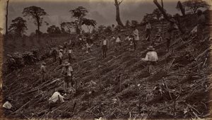 Kahviviljelmän perustaminen Antigua de Guatemalassa, 1875, julkaistu 1877 (kuva). tekijältä Eadweard Muybridge