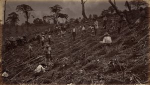 Kahviviljelmän perustaminen Antigua de Guatemalassa tekijältä Eadweard Muybridge