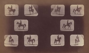 Ennalta lyhennyksiä koskevat tutkimukset. Hevoset. Kävely. Mahomet. No. 119-120 tekijältä Eadweard Muybridge