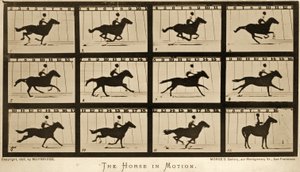 Hevonen liikkeessä, Animal Locomotion -sarja, n. 1878
