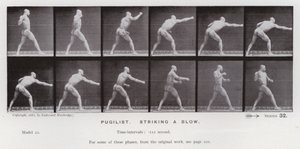 Ihmishahmo liikkeessä: Pugilist, iskee iskun (m/w kuva) tekijältä Eadweard Muybridge