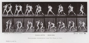 Ihmishahmo liikkeessä: Pugilistit, nyrkkeily (m/v kuva) tekijältä Eadweard Muybridge