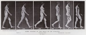 Ihmishahmo liikkeessä: Jotkut urheilijan kävelyn vaiheet (m/w kuva) tekijältä Eadweard Muybridge