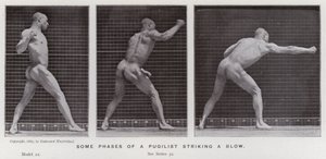 Ihmishahmo liikkeessä: Joitakin vaiheita pugilistin iskemisestä (m/w kuva) tekijältä Eadweard Muybridge