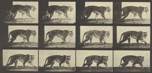 Tiger Walking, levy 729, Animal Locomotion, 1887 tekijältä Eadweard Muybridge