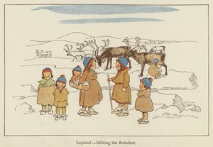 Lappi lypsämässä poroja